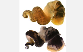 Photo shows an infected snail (top) and an uninfected snail (bottom) removed from their shells.