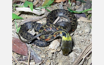 Juvenile Rhabdophis tigrinus snake from Ishima