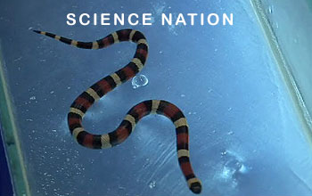 Snake on a screen under the words Science Nation