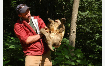 Mike Jones handling a snapping turtle.