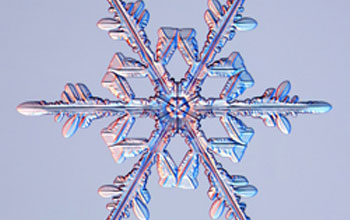 a tree-like branched snow crystal.