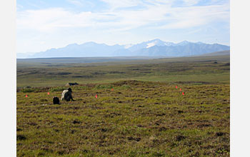 Photo of a researcher collecting soil samples at the Arctic LTER site.
