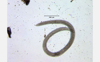 Photo of a nematode worm is extracted from tundra soil near Toolik Lake.