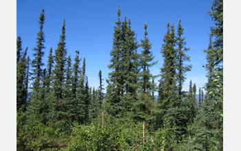 Photo of Spruce trees at the Bonanza Creek LTER site.