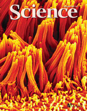 Cover of the August 28, 2009, issue of Science magazine.