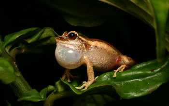 a frog with an enlarged neck sac croaking.