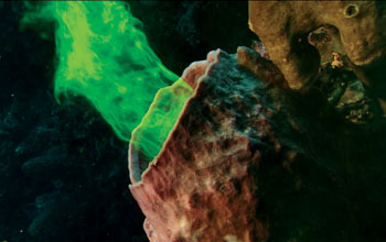 A sea sponge pumps florescent-dyed water through its body