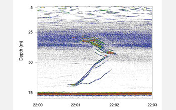 Echogram shows two groups of squid swimming to meet each other in the middle forming a large group.