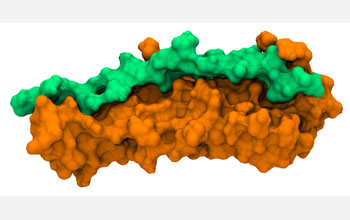 Image showing human fibronectin, orange, bound to fibronectin-binding protein A, green, from Staph.