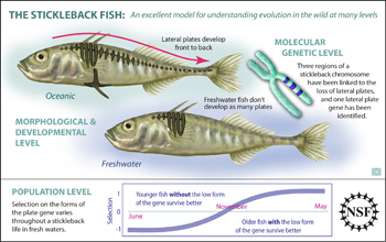 Illustration showing that different genes in different stickleback fish result in different fitness.