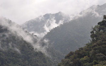 Photo of fog over the cloud forest in Ecuador's Oyacachi watershed.