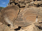 Photo of stromatolite column of bacterial mats with sponge fossils between stromatolites.