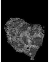 Image composed of stacked autotraced rock sections showing the ellipical fossil.