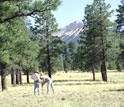 Photo of the ponderosa pine meadow study site with two researchers taking samples.