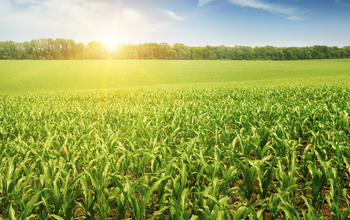 Field of corn in the sun