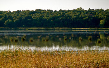 Photo of the Cherokee Marsh in Wisconsin.