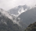 The omnipresent fog of the cloud forest in Ecuador's Oyacachi watershed.