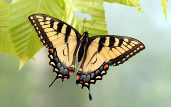 Photo of the yellow form of the female eastern tiger swallowtail butterfly at Spruce Knob, W.Va.
