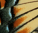 Close-up image of the wing scales of a male eastern tiger swallowtail butterfly.