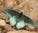 Photo of a pipevine swallowtail butterfly in the Great Smoky Mountains National Park, Tennessee.