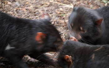 Three Tasmanian devils eating