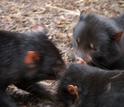 Three Tasmanian devils eating