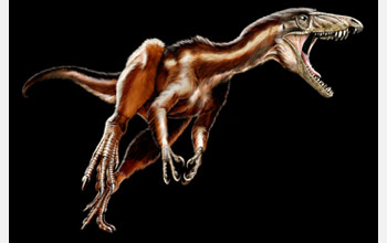 A reconstruction of the newly discovered Triassic, carnivorous dinosaur, Tawa hallae.
