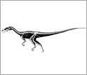 A reconstruction of the Tawa hallae skeleton.