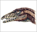 A reconstruction of the head of the newly discovered Triassic, carnivorous dinosaur, Tawa hallae.