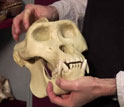 Peter Ungar of University of Arkansas holding a gorilla skull.