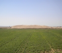 Photo of the Tell Zeidan site in irrigated fields.