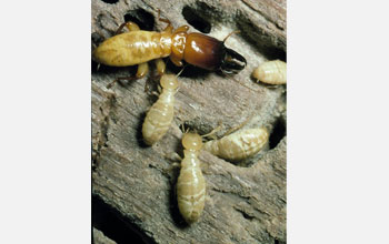 Photo of worker termites protected by a soldier.