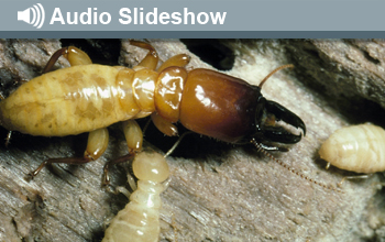Close up photo of termites and the words Audio Slideshow