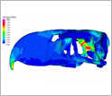 Simulation of stresses in the skull of the terror bird that occur when biting into prey.