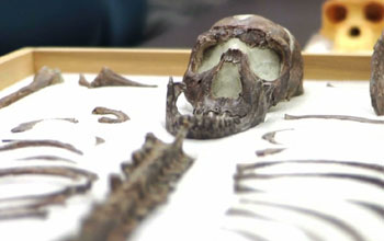 ancestor human bones on display