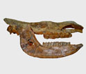 Photo of the skull and lower jaw of the extinct Tibetan woolly rhino.