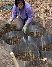 Photo of Jean Tsao preparing a tick garden used for close-up observations of ticks.
