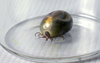 Photo of a bloated female blacklegged tick filled with its blood-meal.