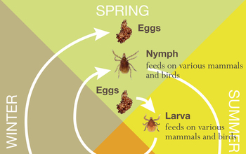 From nymphs to larvae to adults, ticks are looking for meals.