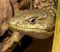 Photo of the head of an alligator lizard.