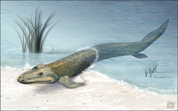 illustration of a Tiktaalik, a transitional fossil, emerging from the water