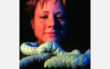 Researcher Kristen Baker views some of her study subjects, tobacco hornworms