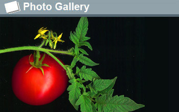 a tomato and the text  photogallery