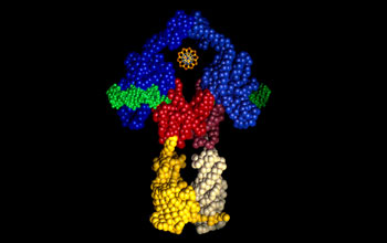 Model illustrating a Type II topoisomerase protein encompassing a section of DNA