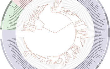 Modern-day plot of the tree of life based on species' sequenced genomes.