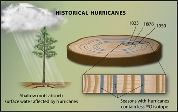 Oxygen isotopes in tree-rings can record hurricane activity up to 400 years ago.