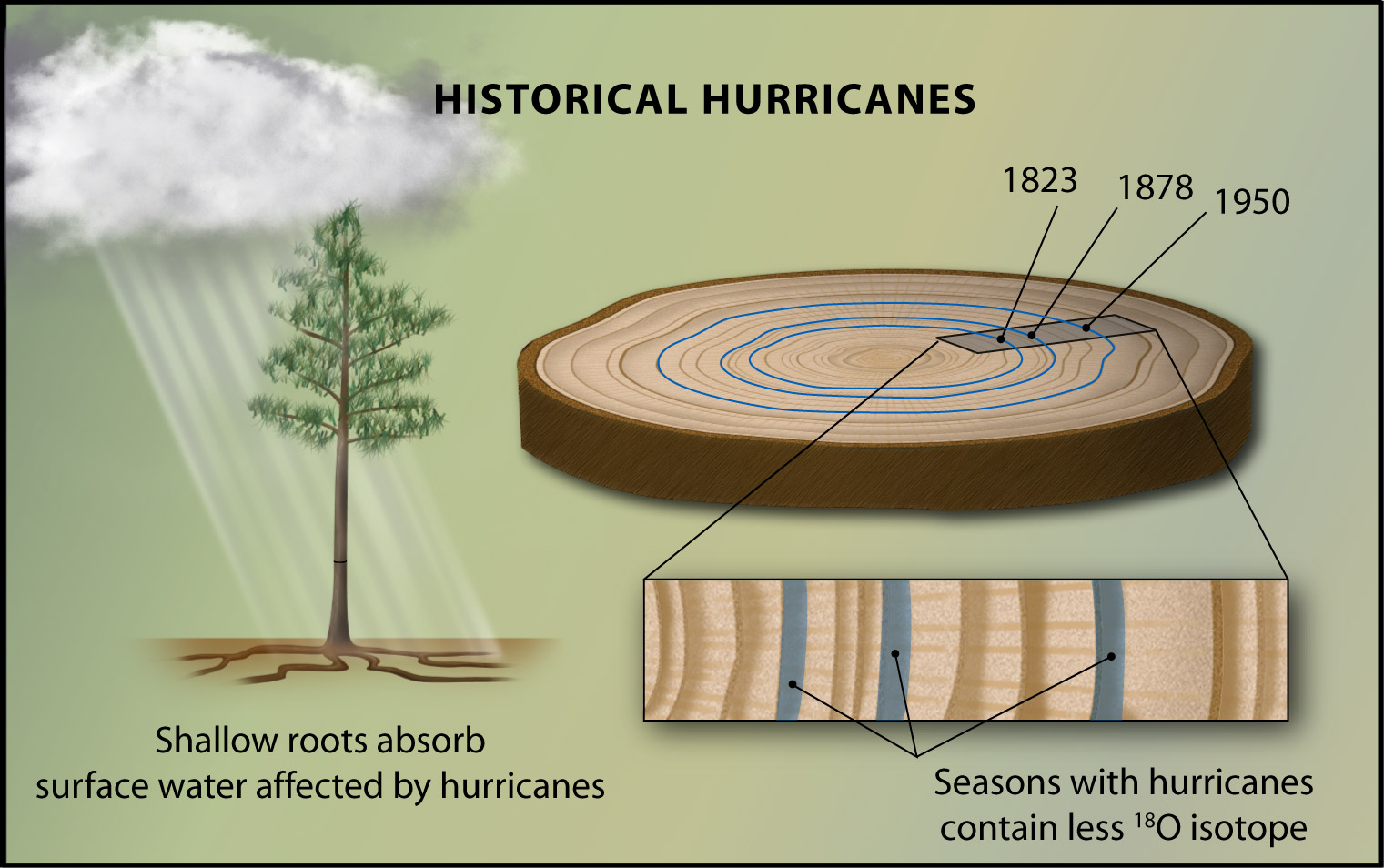 tree rings print