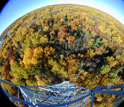 Tree leaves changing color as seen from the eddy-covariance tower.