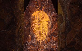 Early Cambrian trilobite eastern Pennsylvania