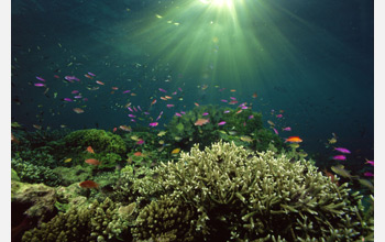 Photo of fish swimming around a tropical reef.